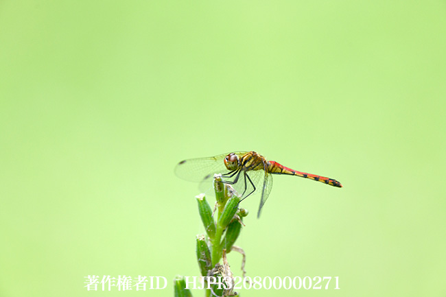 ナツアカネ　Sympetrum darwinianum