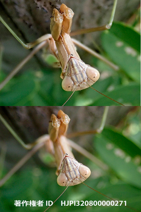 オオカマキリをTG-5の深度合成で　Tenodera aridifolia
