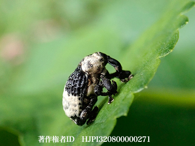 オジロアシナガゾウムシ　Mesalcidodes trifidus