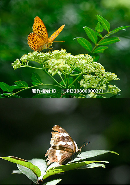 メスグロヒョウモン　Argynnis sagana