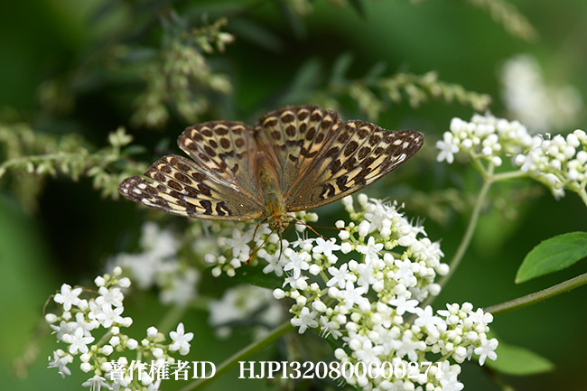 ミドリヒョウモンのメス　Argynnis paphia