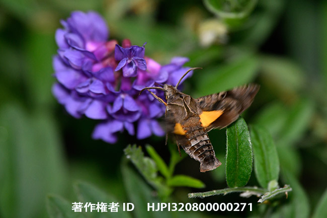 ホシヒメホウジャク　Neogurelca himachala