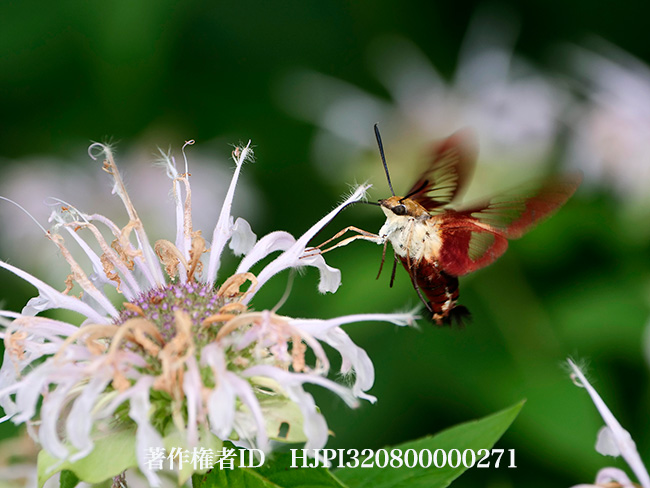 アメリカのスキバホウジャクの仲間　Hemaris gracilis