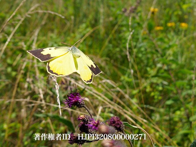 イヌモンキチョウ　Colias cesonia