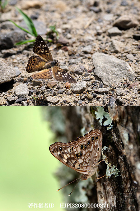 エノキタテハ　Asterocampa celti