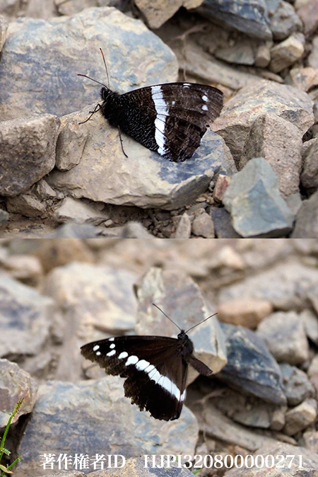 イチモンジジャノメ　　Aulocera padma