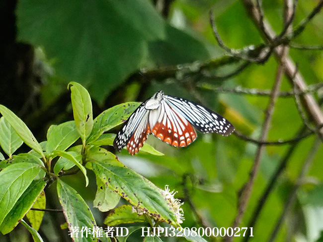 カバシタゴマダラのメス　Hestinalis nama