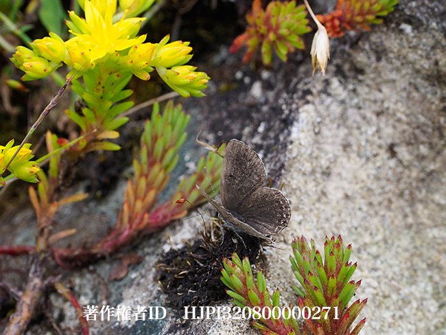 クロツバメシジミの仲間　Tongeia kala