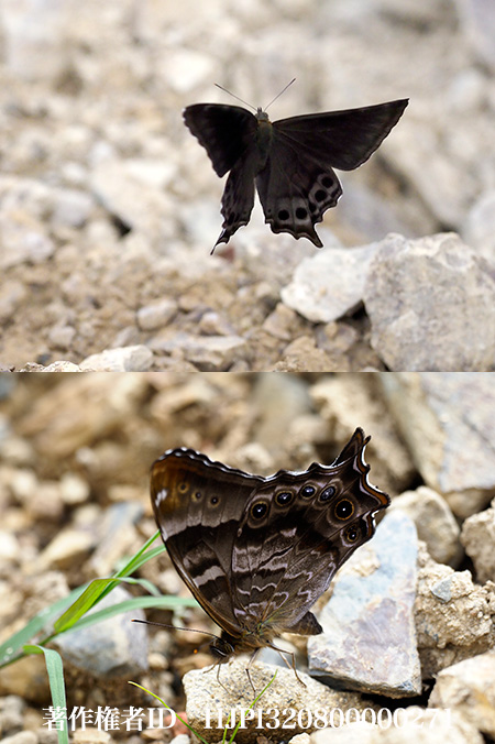 スラオジロクロヒカゲ　Lethe sura