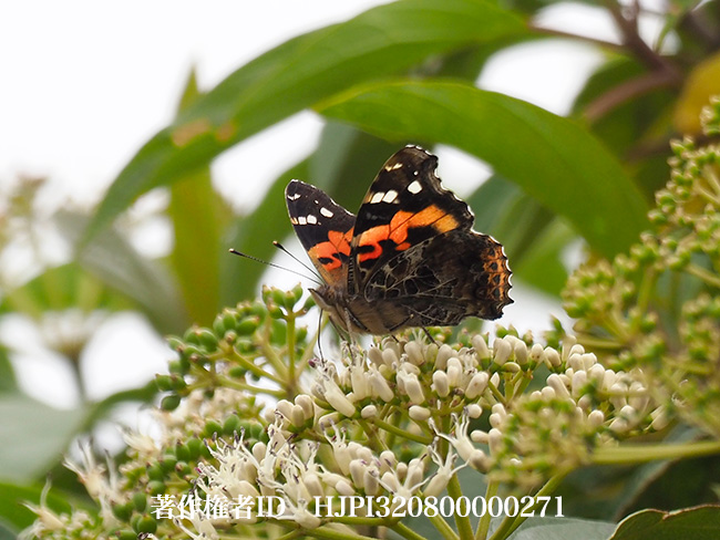 アカタテハ　 Vanessa indica