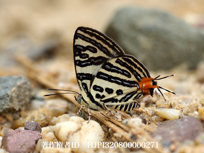  キマダラルリツバメの仲間　Cigaritis syama？
