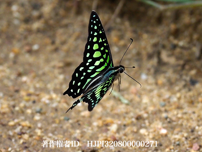 コモンタイマイ　Graphium agamemnon