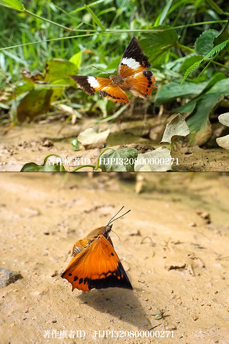 チャロフタオチョウ　Charaxes bernardus