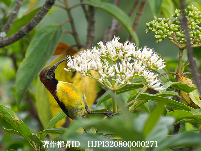 タイヨウチョウ　Aethopyga sp.