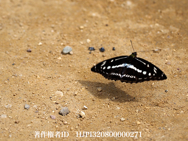 アシュラミスジ Athyma asura