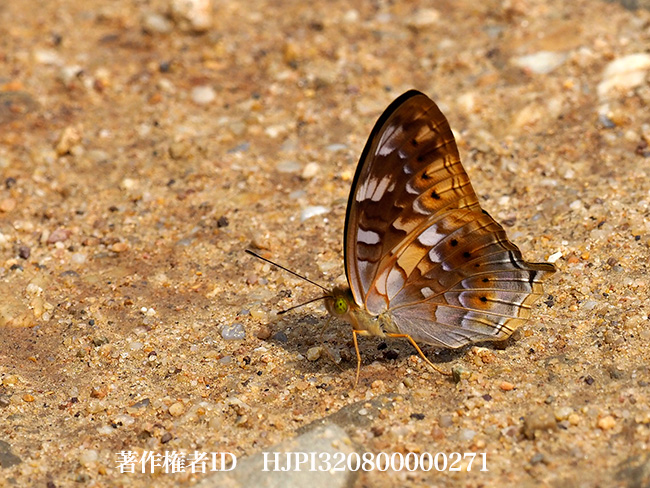 オナガタテハ　Vagrans egista 