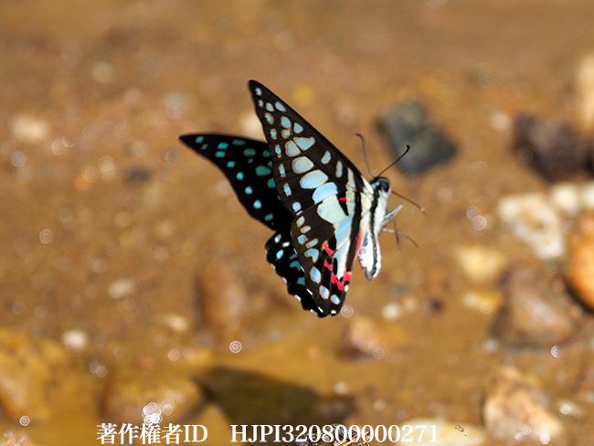 ミカドアゲハ　Graphium doson