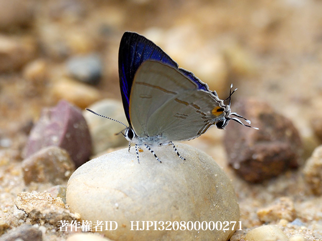 エリルスフタオルリシジミ　Hypolycaena erylus