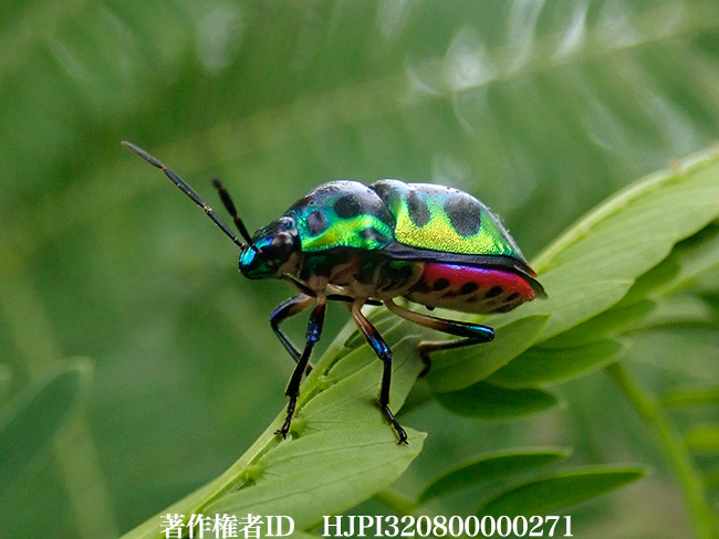 キンカメムシの仲間　Calliphara sp.