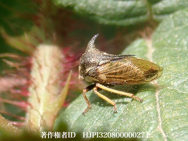 ツノゼミの仲間　