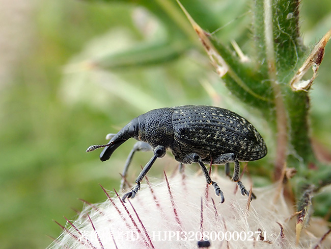 ゴボウゾウの仲間　Larinus　sp.?