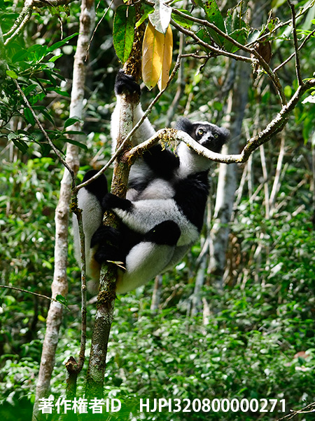 今日からマダガスカルへ　