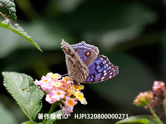 マダガスカルタテハモドキ　Junonia rhadama　♀