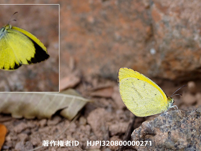 ホシボシキチョウ　Eurema brigitta