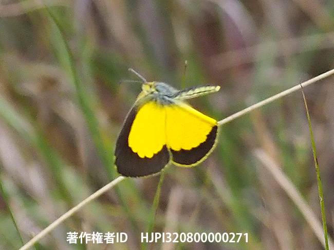 キチョウの仲間　Eurema desjardinsii