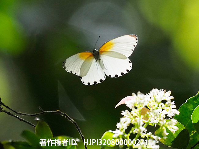 ネキシロチョウの仲間　Mylothris smithii