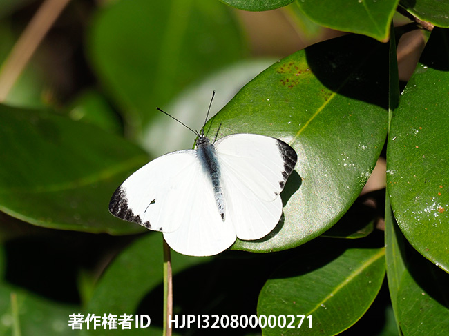 ウスアオシロチョウの仲間 Nepheronia thalassina