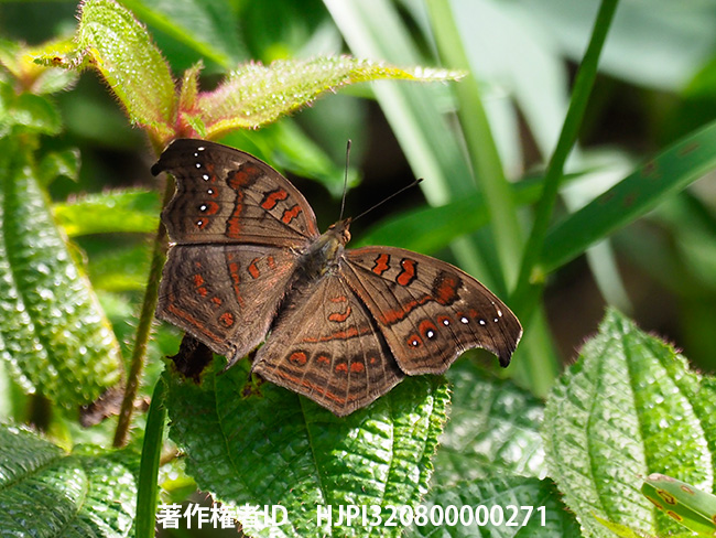 トガリバタテハモドキ　Junonia goudoti 