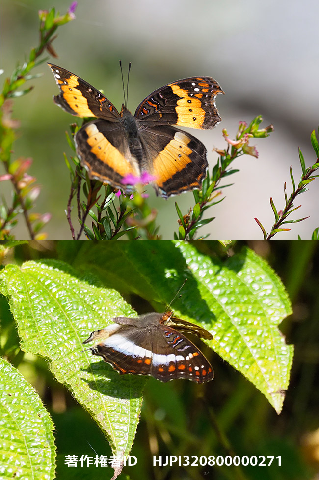 ヘンシンタテハモドキ　Precis andremiaja