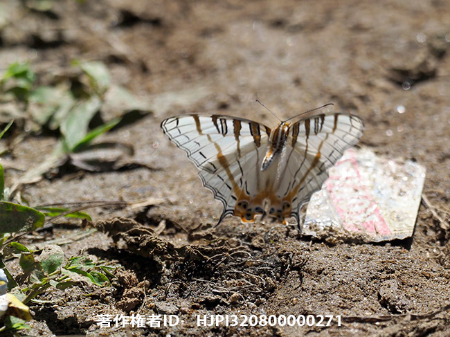アフリカイシガキチョウ Cyrestis camillus