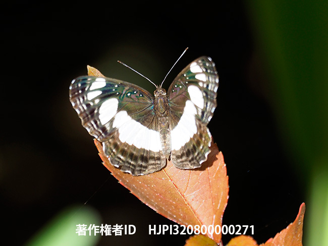 サクラワミスジ　Neptis saclava