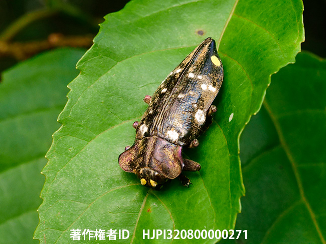 カワリタマムシ　Polybothris goryi