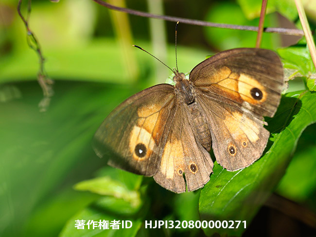 特産のジャノメチョウの1種　Henotesia laetifica 