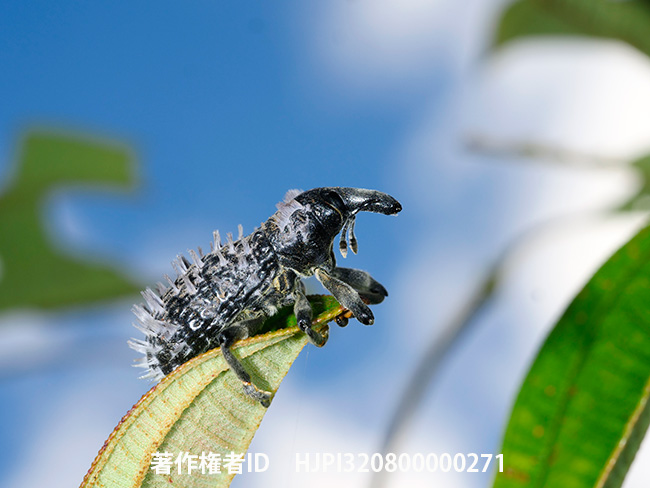 毛の生えたゾウムシ　Lithinus sp.