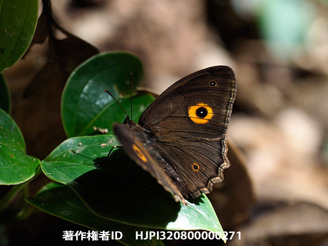 ベニモンコジャノメの1種　Heteropsis sp.