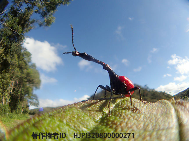 キリンクビナガオトシブミを魚露目で　Trachelophorus giraffa