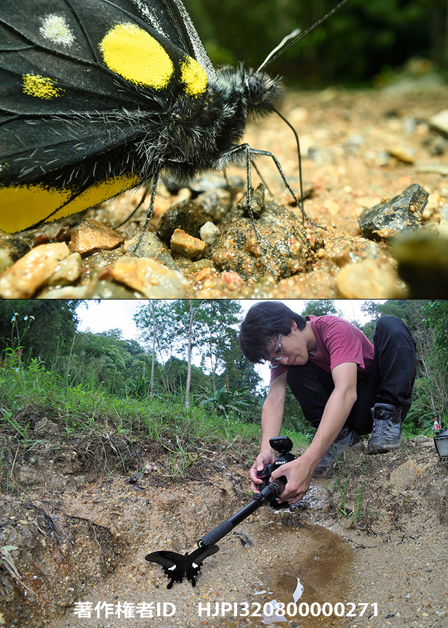 タイでLaowa 24mm f/14 Replay 2x Macro　を試す