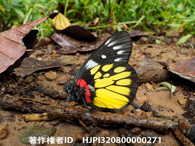 アカネシロチョウ Delias pasithoe