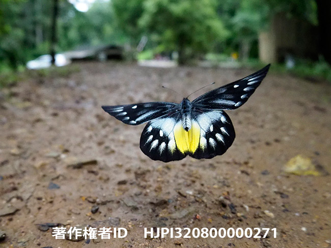 アカネシロチョウの飛翔　Delias pasithoe