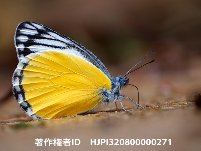 アゴラニスカザリシロチョウ　Delias agoranis