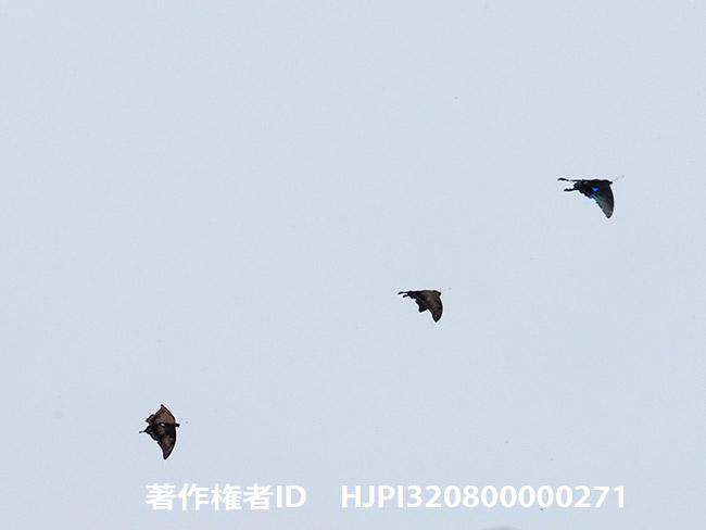 クロカギバアゲハとオオクジャクアゲハ　Meandrusa lachinus