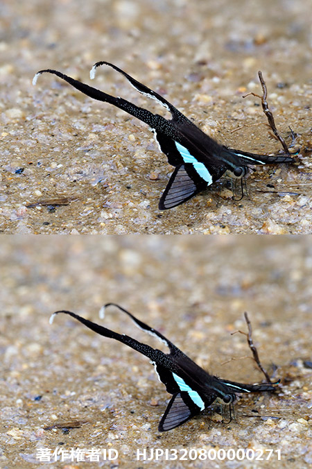 アオスソビキアゲハを深度合成で　Lamproptera meges