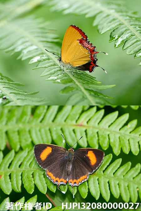 ウラフチベニシジミの仲間　Heliophorus indicus 