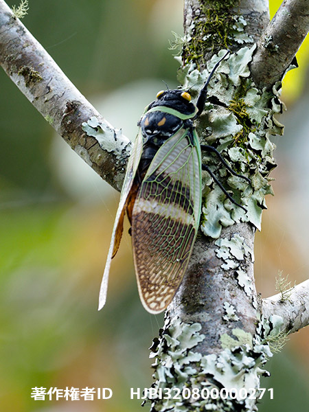 テンジクアブラゼミ Angamiana floridula