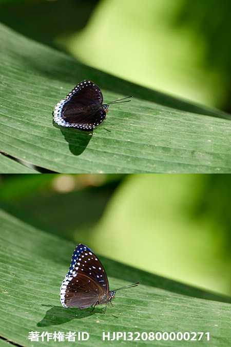 シロヘリスミナガシ　Stibochiona nicea 