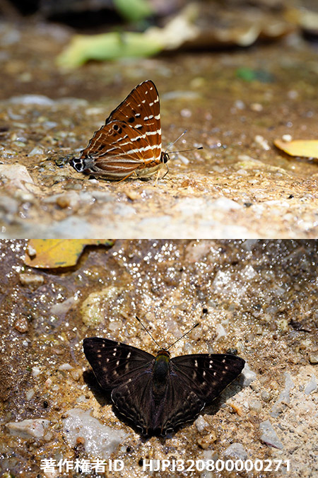 シジミタテハの仲間　Dodona dipoea